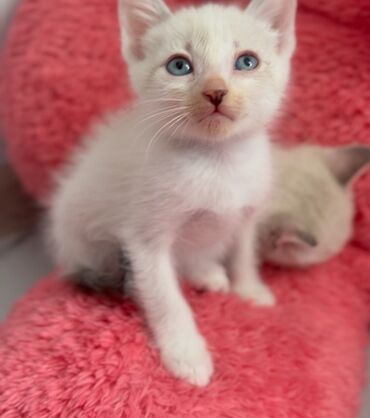 pişik şəkili: В добрые руки