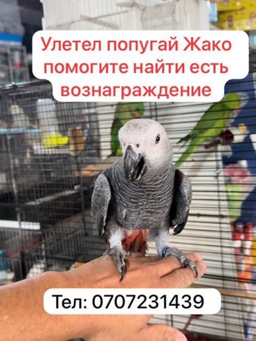 купить домашних курей: Улетел Попугай Жако с серым оперением и характерным красным хвостом