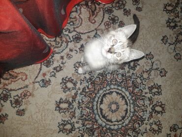 голубая сибирская кошка: Ош сиямская кошка 2,5 месяцев приучена к лотку без блох есть +корм и