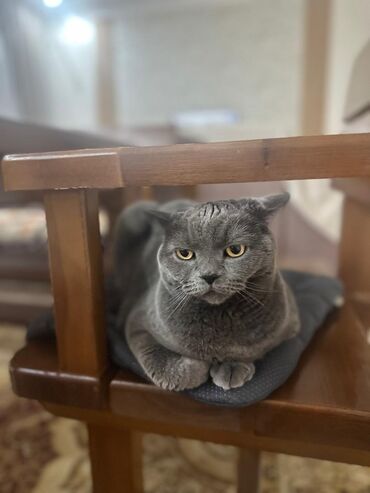 Коты: Продаётся кошка парода, Британский(Scottish Stright), стирилизованная