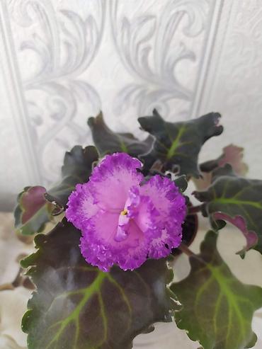 Фиалки и глоксинии: Продам! 1 Детки стандартных сортовых фиалочек. Цена за детку от 80 — 14