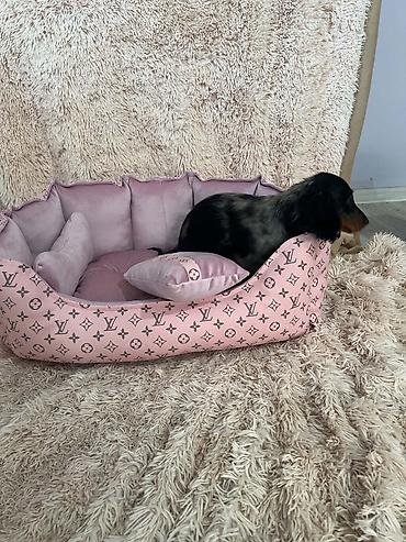 labrador retriver stene: Dugodlaki patuljasti jazavičari merle boje Dugodlaki patuljasti — 2