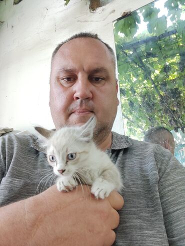водолазка с открытыми плечами: Мышык бекер берилет: Абиссин, 1 айлык, Эркек, Лотокко барууга үйрөтүлгөн