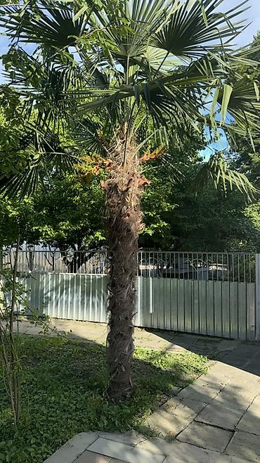 Деревья: Trachycarpus fortunei (yelpik formalı yarpaqlı xurma palmaları) – — 7