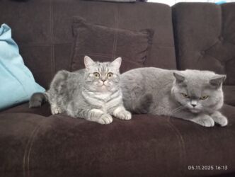 отдам даром вислоухого котенка: Британ кыска жүндүү, 1 айлык, Ургаачы, Көгүлтүр