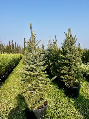 Tinglər: Məhsul: İynəyarpaqlı dekorativ ağac və xurma tingləri - Thuja/Kiparis — 11