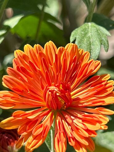 Хризантемы: Хризантема садовая, мультифлора (срезочные и посадочные материалы) - — 2