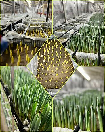 Организация мероприятий: Организация мероприятий | Букеты, флористика — 24