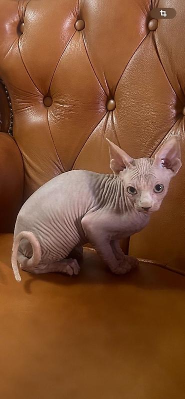 male mace: Preostala su još dva prelepa mužjaka Sphynx mačića stara 3,5 meseca — 3