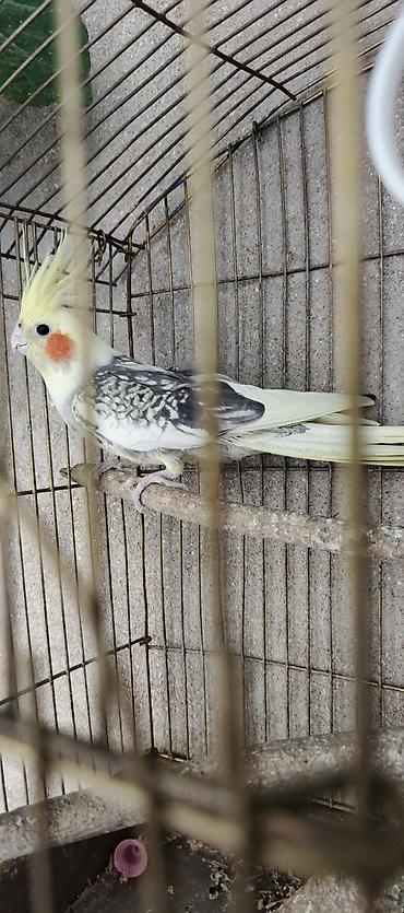 qara toyuq quşu: Karella papuqayi erkey 7 ayliq — 3
