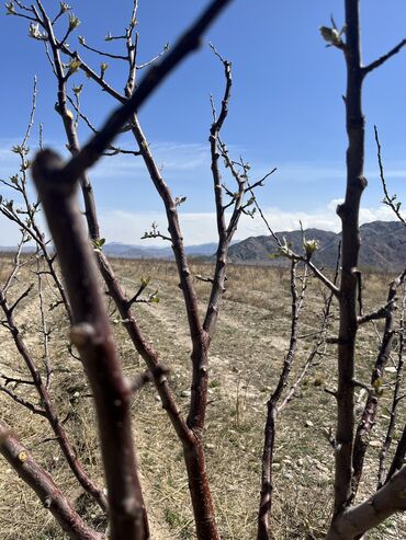 Продажа участков: 600 соток, Для сельского хозяйства, Красная книга, Тех паспорт, Договор купли-продажи — 17