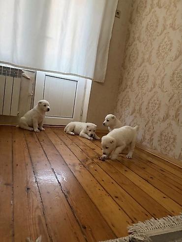 quba heyvan satisi: Alabay, 1 ay, Peyvəndli, Rayonlara çatdırılma — 2