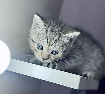 Pişiklər: Britan, Erkək, Ünvandan götürmə — 11