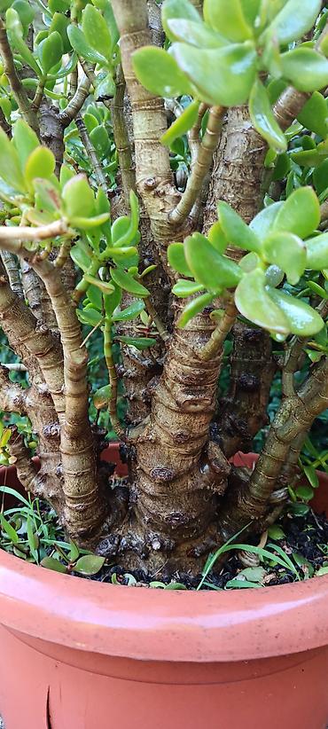 sakura agaci: Bitki: Crassula ovata (Pul ağacı, Jade Plant) – iri, çoxgövdəli nümunə — 2