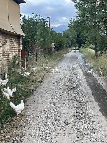 Куры, петухи: Продаю | Куры | Несушки — 14
