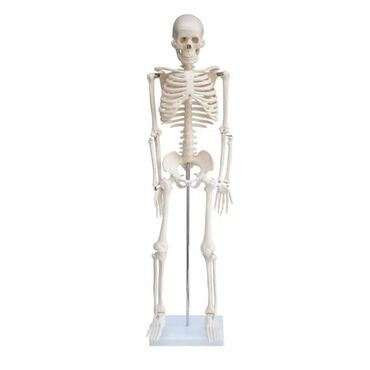 медицинский жгут: Учебная модель Скелет челевеческий 85см Модель показывает базовый