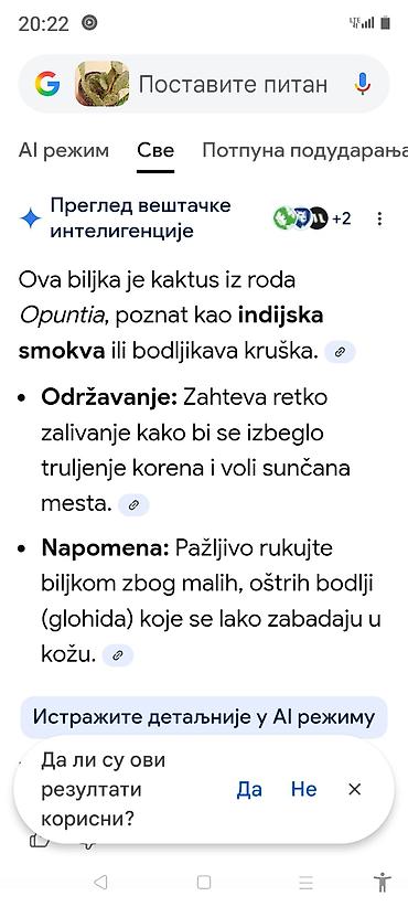 Ostale kućne biljke: Sobne i ukrasne biljke u saksijama – više vrsta - Syngonium — 27