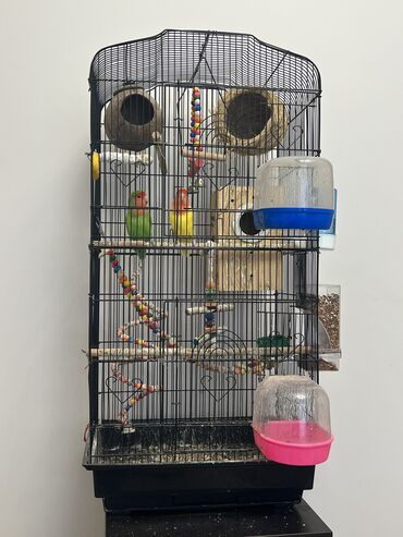 клетки для птицы: Продаю попугаев не разлучников возраст 2 года, с большой клеткой и