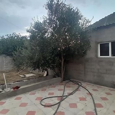 təbii yolka ağacı: Salam buzovnada zeytun ağac satılır — 1