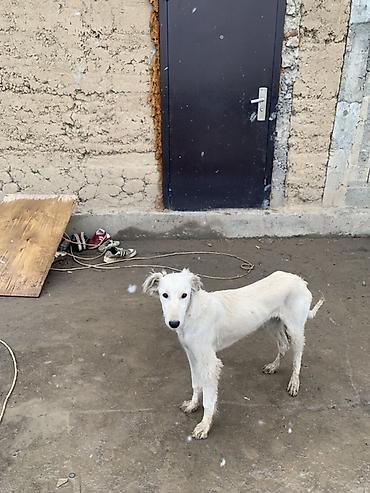 Продажа собак: Порода: тайган самка возраст 8 месяцев окрас белый. Описание: - — 6