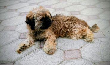 qapi iti: Pekines, 1 il, Erkek, Ünvandan götürmə