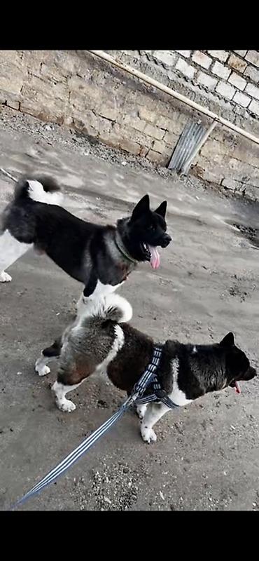 pomeranski spic: Akita-inu, 3 il, Erkək, Cütləşmə üçün, Ödənişli çatdırılma — 7