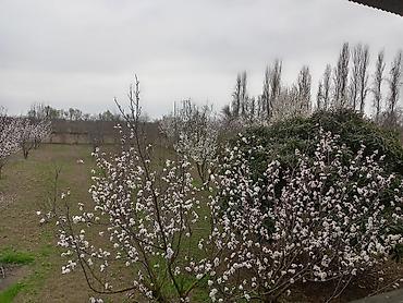 Torpaq sahələrinin satışı: Kənd təsərrüfatı — 1