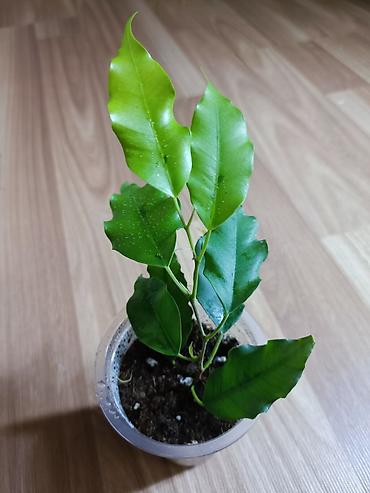 Фикусы: Фикусы Бенджамина разных сортов. Укоренённые черенки в стаканчиках с — 7