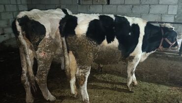 Коровы, быки: Продаю | Бык (самец) | На откорм | Привязанные — 5