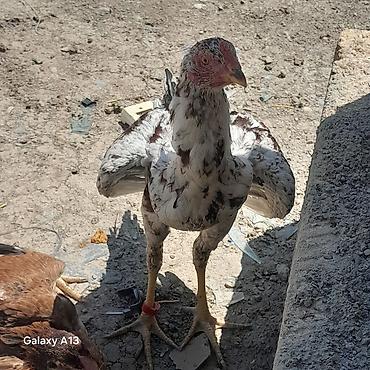 gəncə toyuq satan: Satılır cinsi brazil atası 3 dəfə udub çatdırılma yaxın yerlərə — 2