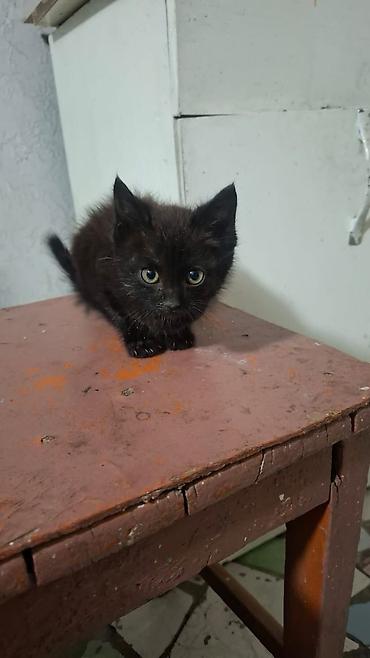 Отдам даром кошку: Кошка даром: Беспородная, 2 месяца, Мальчик — 1