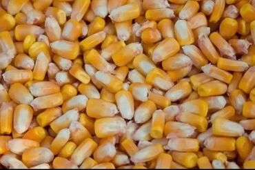 токмок кун чыгыш: Кукуруза зерно, навалом - Желтое сухое зерно кукурузы, очищенное от