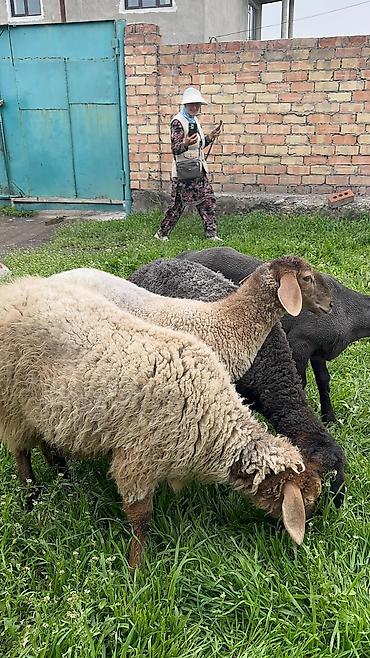 Баран, овца: Продаю | Ягненок | Для разведения — 6