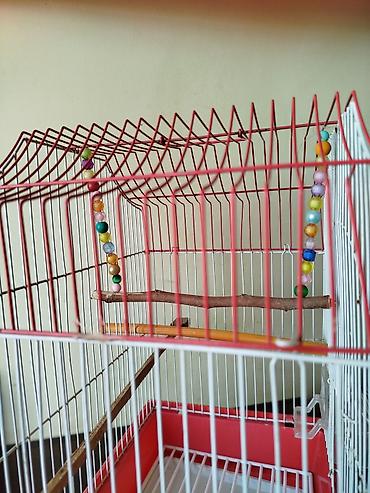 Heyvanlar: Qırmızı-ağ quş qəfəsi - Material: metal barmaqlıqlar, plastik altlıq — 3
