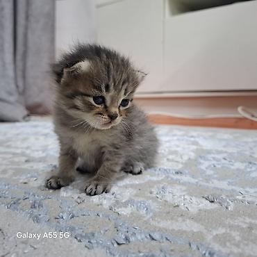 сливы пантеры из коттеджа: Котята тигрового окраса - Порода: домашние короткошёрстные (табби). - — 2