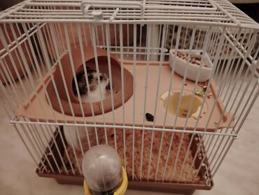 gemiriciler: Hamster satılır. Qəfəsi ilə birlikdə. Uşaöın allergiyası olduğu üçün
