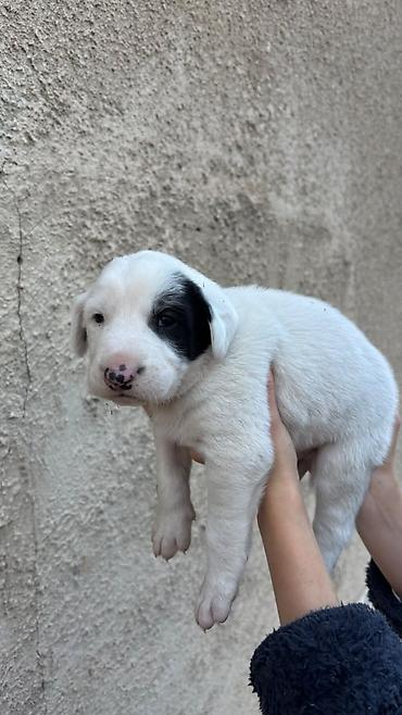 коне корсе: Отдам щенков в добрые руки 🐶❤️ Родились 4 октября. 5 мальчиков и 1 — 4