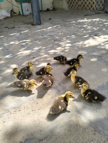 Quşlar: Lal ördekdi🦆 10 günlükdü 11 ədəddi Qiymet: 38 manat hamsi Ünvan