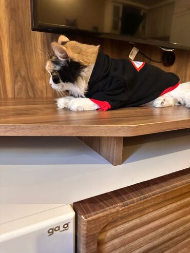 Pişiklər: Her biri pulsuz yaxsi ailelere sahiblendirilir. temiz ev piwikleridir — 2