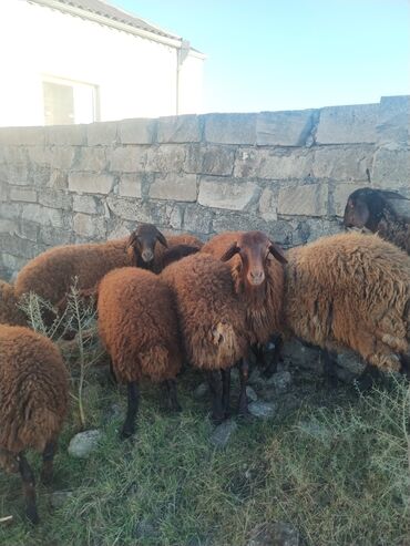 Qoyunlar, qoçlar: 9 baş qala cinsi quzular 3- ü erkək 6 sı Dişidir.öz Həyətimin — 3