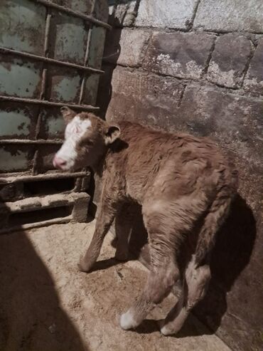 Dana, buzov: Dana, buzov, Erkək, Simental, ay: 5, Damazlıq — 12