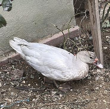 lavanda ördəyi: Erkək, | Lal ördək, Damazlıq — 1
