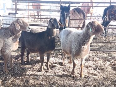 Бараны, овцы: Продаю | Овца (самка) — 2