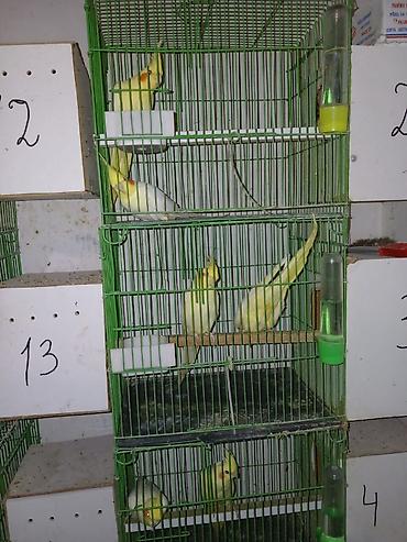 papuqay type 1: Sari karella 1 cutu 80 manat rengli karrlla 1 cutdu 60 manat — 2