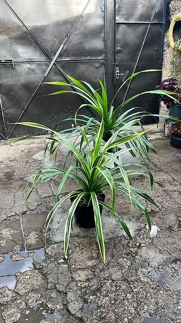 выращивание: Панданус (Pandanus) в горшке - Декоративно-лиственное растение с — 3
