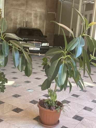 дарам диван: 🌿 Продаются комнатные цветы! 🌿 ✨ В наличии: крупный и ухоженный Фикус
