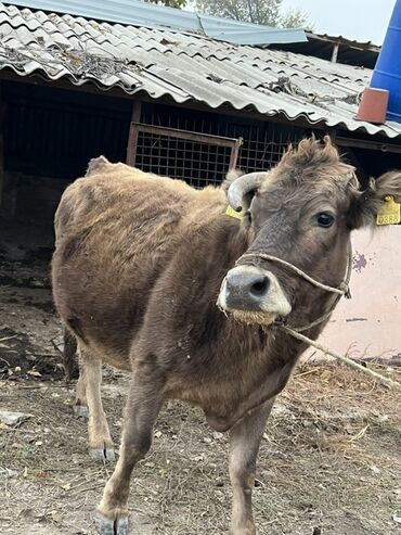 Коровы, быки: Продаю | Корова (самка) | Полукровка | Для молока | Привязанные