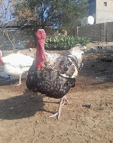 Satlıq hinduşka. İri cüssəli, diqqətçəkən görünüşə malik hinduşkadır
