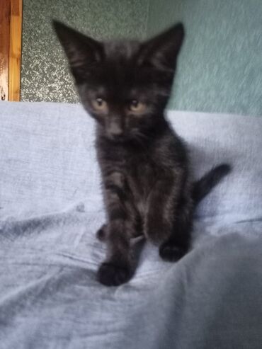 Pişiklər: Erkək, Yaxşı əllərə — 7