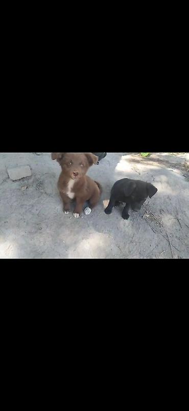 Иттер: Отдам в добрые руки Щенки дворняжки🐶 Ищем любящих хозяев для — 2